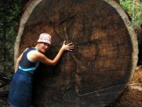 2008-09-16 Mariposa Grove